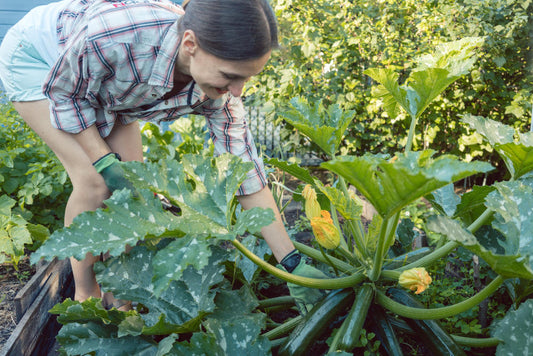 ¿Por qué elegir hortalizas ecológicas directamente del agricultor?